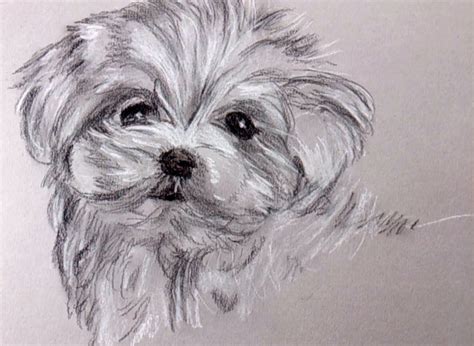 how to draw a puppy with charcoal and carbon pencil | Dog drawing ...