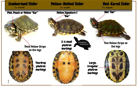 Sliders ID | Slider turtle, Red eared slider turtle, Turtle habitat