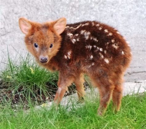 The Southern Pudú is the world's smallest deer. : Awwducational