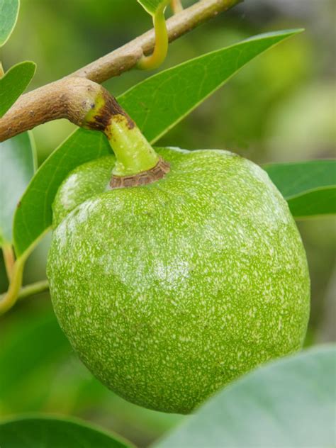 Pond Apple Tree (annona glabra) – Urban Tropicals