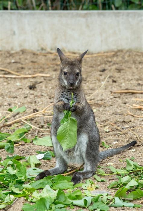 Red-necked Wallaby Baby Grazing Stock Image - Image of close, claw: 67306287