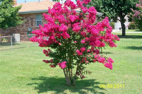 Crape Myrtle in our yard. | Crape myrtle, Garden plants, Plants