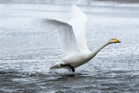 Whooper Swans of Southern Iceland | The World from PRX