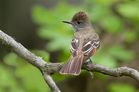 Great Crested Flycatcher — Madison Audubon