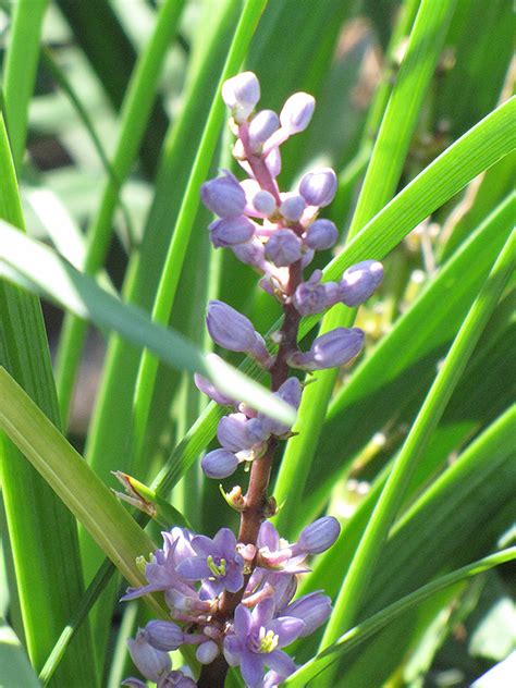 Giant Lily Turf (Liriope gigantea) in Issaquah Seattle Bellevue Redmond Renton Sammamish ...