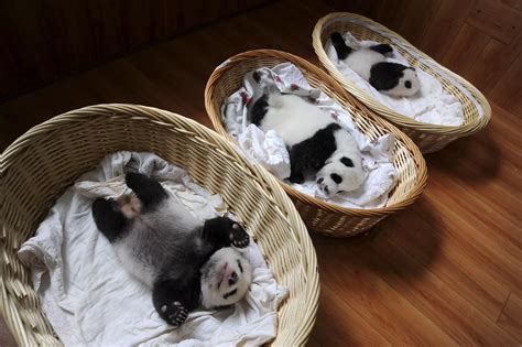 Giant Panda cubs - Daily Record