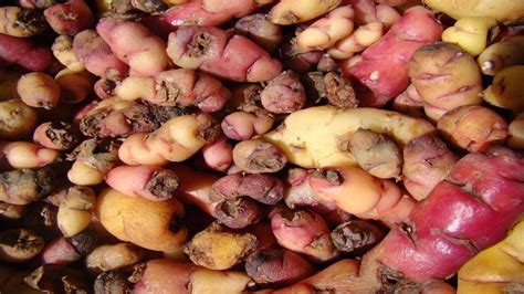 The fascinating history behind Peru's humble potato