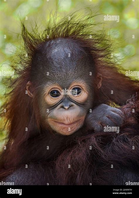 This baby has crazy hair. Jakarta, Indonesia: THESE COMICAL images show ...