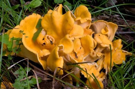 Chanterelle mushrooms popping up around Missouri | FOX 2