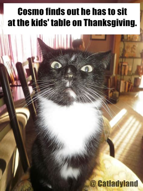 True Book Addict...Books, Cats, and More: Cat Thursday: Happy Thanksgiving!