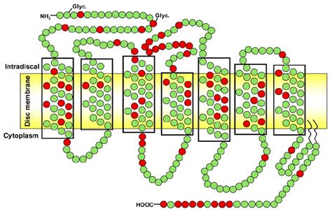 Schematic structure of rhodopsin. Each amino acid residue is shown as a... | Download Scientific ...