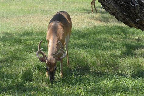 Deer Eating grass Photograph by Robert Brown | Fine Art America