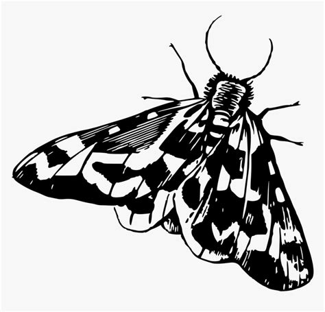 Moth - Moth Clipart Black And White, HD Png Download , Transparent Png ...