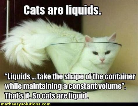 This cat is pretty liquid | Memes | Math Easy Solutions