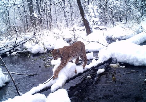 Wildlife in the Chernobyl Exclusion Zone: Bears, Wolves and Rare Horses ...