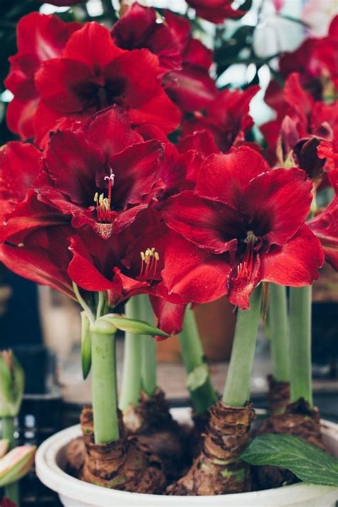 How to Grow an Amaryllis Indoors for Stunning Winter Blooms | Amaryllis plant, Amaryllis flowers ...