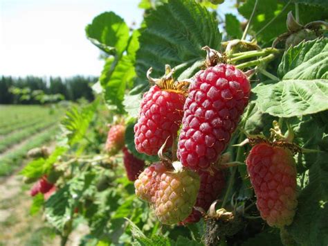 Loganberry - Alchetron, The Free Social Encyclopedia