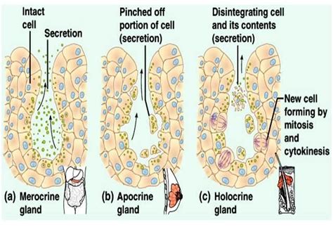 Merocrine/Eccrine, Apocrine & Holocrine Glands | Interactive science ...