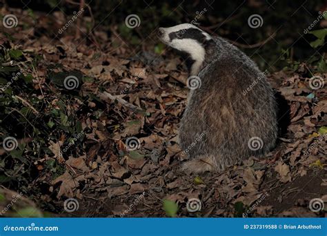 Badger At Night Foraging In Woodland With Toadstools And Golden Ferns ...