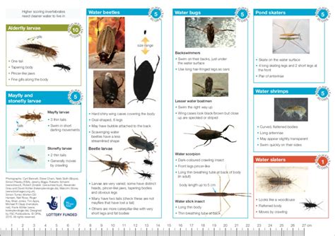 Identify insect Larvae chart | Aquatic Plant Forum