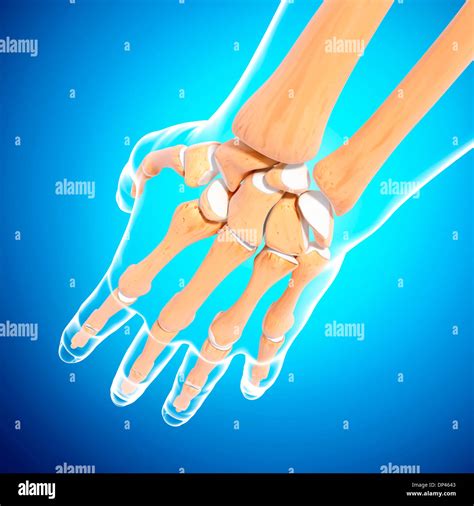 Human hand bones, artwork Stock Photo - Alamy