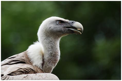 Geier im Zoo Salzburg / Vulture in Salzburg | Shot with a 7D… | Flickr