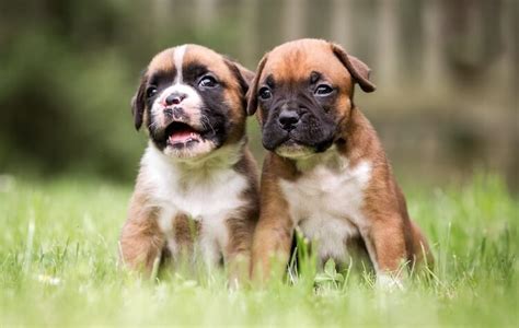 88+ Boxer Puppy Female Names - l2sanpiero