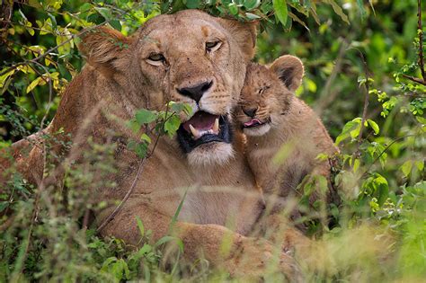 Lion Mother and Cub | Sean Crane Photography