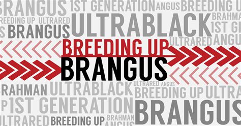 Breeding Up: BRANGUS - International Brangus Breeders Association (IBBA)