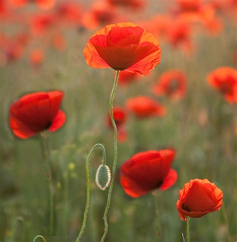 How to Grow Your Flanders Poppy seeds