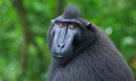 Black Macaque (Macaca nigra) Description - Primates Park