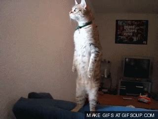 Dieudonn Stand Up GIFs - Find & Share on GIPHY