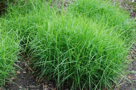 Carex muskingumensis (Palm Sedge)