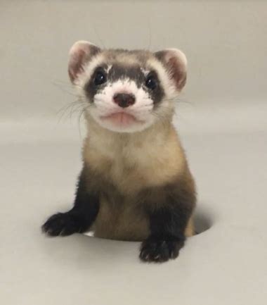 This Baby Black-Footed Ferret Clone From Colorado Is Hoping To Save Her Species | Colorado ...