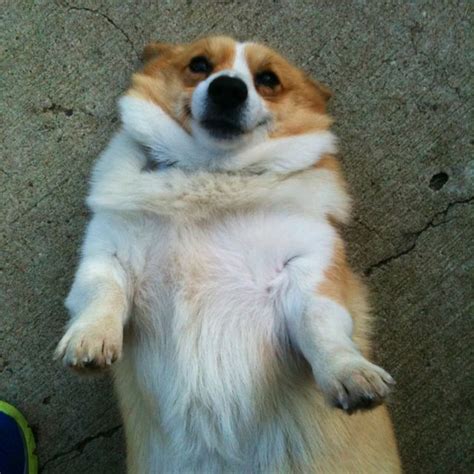 My fat corgi, Lucy. Cute Corgi Puppy, Corgi Funny, Corgi Dog, Dog Cat ...