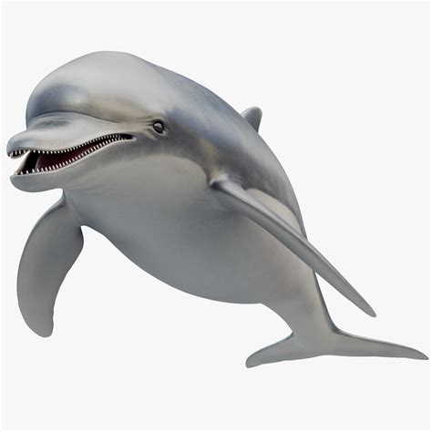 Animowany Delfin Model 3D - TurboSquid 1210776