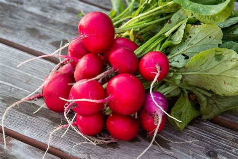 What Makes Radishes Spicy and 8 Radish Recipes to Try | Radish recipes, Cherry tomato plant ...