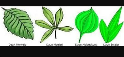 Gambar Daun Menyirip – pulp