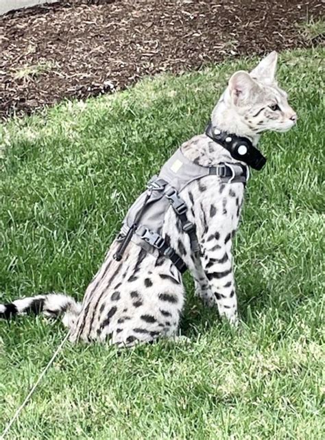 Silver Savannah cat from Luxury Savannahs in 2022 | Savannah cat, F2 ...