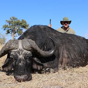 Hunting Cape Buffalo | AfricaHunting.com