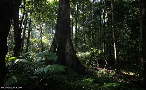 5 Peranan Penting Hutan Tropis Lembab