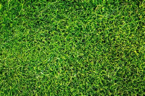 Green grass pattern — Stock Photo © Mustang_79 #25020239