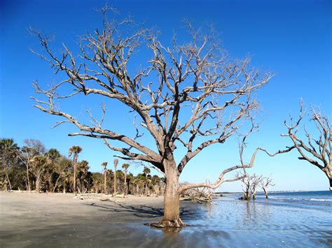 Botany Bay Edisto Beach, Edisto Island, Botany Bay, Beautiful Places, Views, Water, Outdoor ...