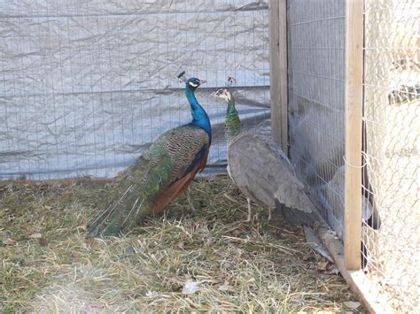 Peafowl for Sale - Assorted Peafowl Chicks | Cackle Hatchery