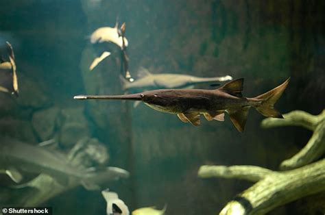 Chinese paddlefish of the Yangtze River declared extinct - WSTale.com