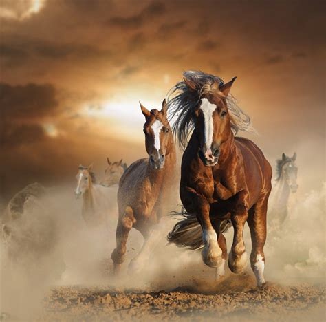 Pin de SÜNDÜZ ÇEVİKER em Atlar | Cavalos selvagens, Cavalo wallpaper, Cavalo palomino