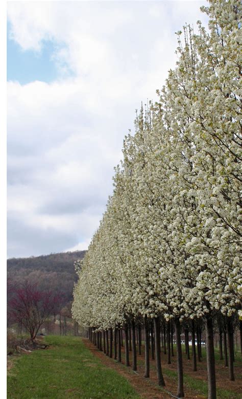 Flowering tree - Cleveland Pear (Pyrus calleryana 'Cleveland') | Shade Tree Farm