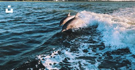 Gray dolphins photo – Free Animal Image on Unsplash