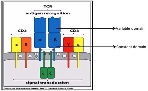 Structure Of T Cell