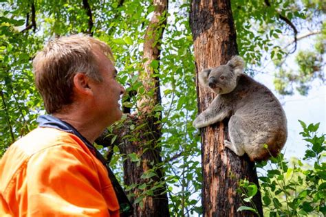 See Rescued Koalas As They Are Released From The Hospital Following ...